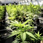 High prices plague medical marijuana market in Virginia
