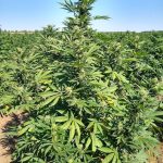 Committee moves bill forward to regulate hemp products in Albuquerque