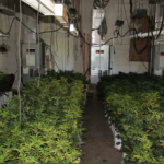Firefighters find illegal marijuana grow during Josephine County fire response