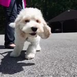 Puppy hospitalized after cannabis exposure; owner issues warning