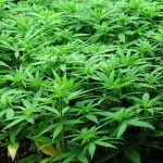Hemp regulation debate in Illinois continues