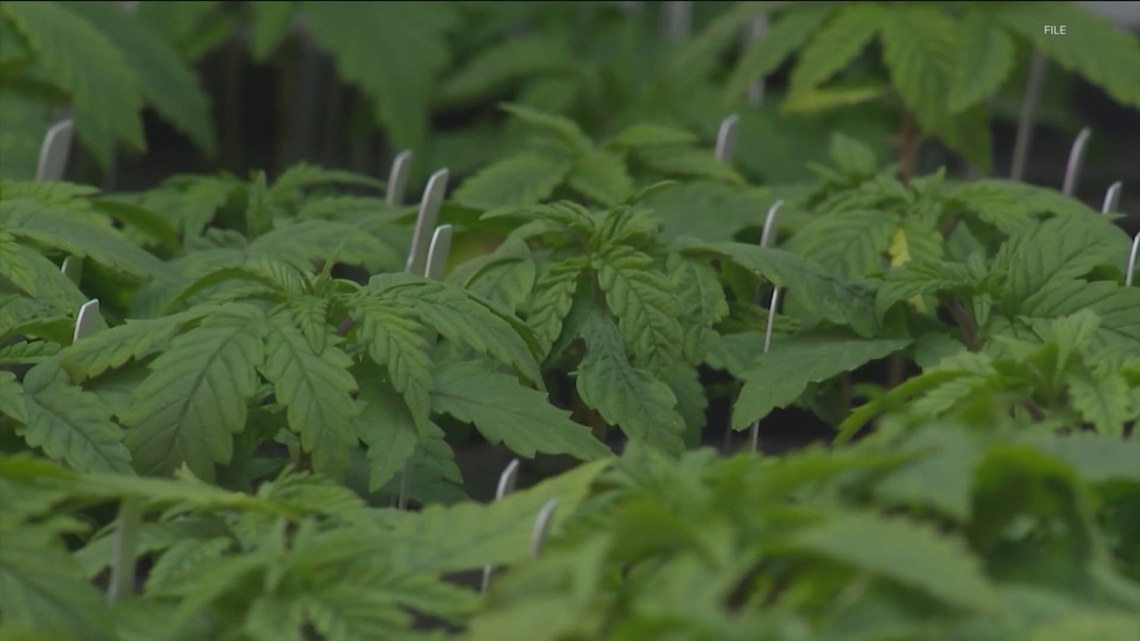‘Cannabis has been life-changing | Texas House bill would expand state’s medical marijuana program