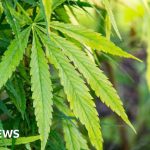 Empty properties targeted in cannabis crackdown