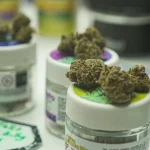 In the Weeds: Immigrants & NY’s Legalized Cannabis Industry