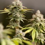 This Texas marijuana plan deserves a green light