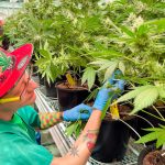 Missouri Supreme Court hears two-year lawsuit over marijuana sales tax