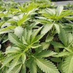 Pennsylvania Senate lawmakers reject recreational marijuana bill