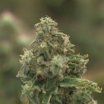 Opponents speak out for more than three hours against making changes to Ohio’s marijuana law