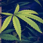 Texas Lawmakers Pass Bills To Expand Medical Marijuana Program And Support Psychedelic Research