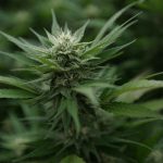 Trump taps cannabis company board member as federal prosecutor (Newsletter: May 13, 2025)