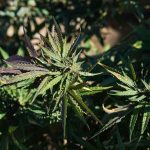Weed recall in one state over fungus that can be life threatening